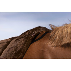 Norton Comfort barebackpad Bruin Norton Comfort barebackpad Bruin