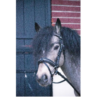 Bridon Pénélope Eden Havana Bruin