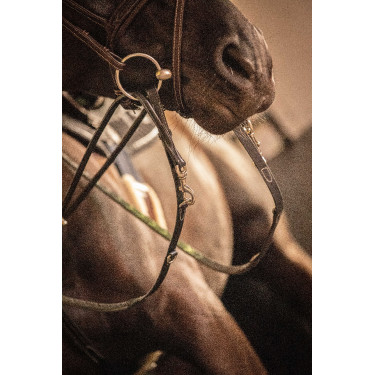 Teugels Pénélope Howlett leer Zwart