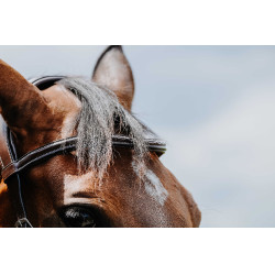 Bridon Freedom Norton