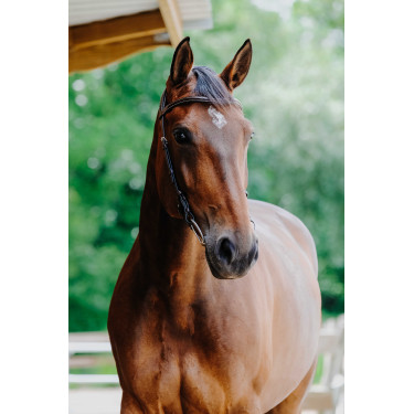 Bridon Freedom Norton