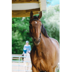 Bridon Freedom Norton