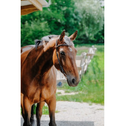 Bridon Freedom Norton