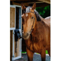 Bridon Freedom Norton