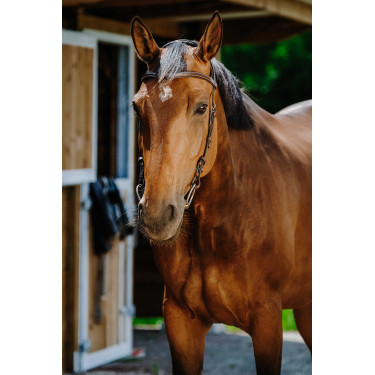 Bridon Freedom Norton