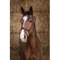 Bridon Norton Pro Miss Havana Bruin