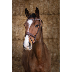 Bridon Norton Pro Miss Havana Bruin