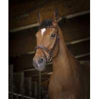 Bridon Norton Pro Rock Havana Bruin