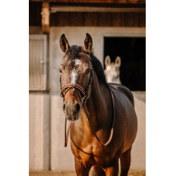 Bridon Eric Thomas Werk Havana Bruin Bridon Eric Thomas Werk Havana Bruin