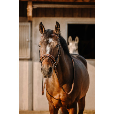 Bridon Eric Thomas Werk Havana Bruin Bridon Eric Thomas Werk Havana Bruin