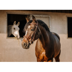 Bridon Eric Thomas Crown Havana Bruin Bridon Eric Thomas Crown Havana Bruin