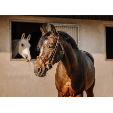 Bridon Eric Thomas Crown Havana Bruin Bridon Eric Thomas Crown Havana Bruin