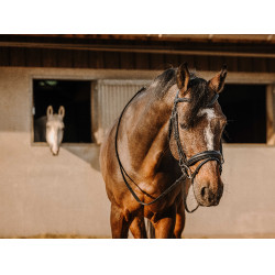 Bridon Eric Thomas Bat Zwart Bridon Eric Thomas Bat Zwart