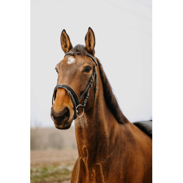 Bridon Norton Club Strass V Zwart