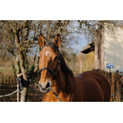 Bridon/Halster Norton Training Zwart