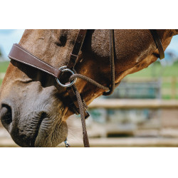 Bridon Bitloos Norton Havana Bruin