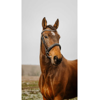 Bridon Norton Club Diva Zwart