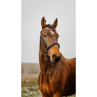 Bridon Norton Club Diva Zwart