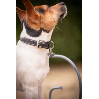 Halsband voor hond Pénélope Olie Zwart