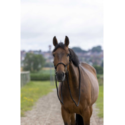 Ethologische Halster met Teugels Zwart Ethologische Halster met Teugels Zwart