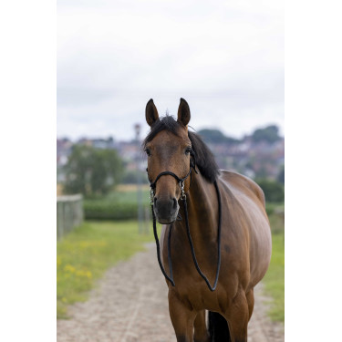 Ethologische Halster met Teugels Zwart Ethologische Halster met Teugels Zwart
