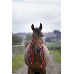 Ethologische Halster met Teugels Rood