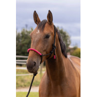 ETHOLOGISCHE HALSTER + FUN COLOUR LIJN Neonfuchsia Roze