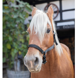 Norton Halster voor Trekpaard Zwart