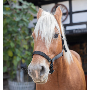 Norton Halster voor Trekpaard Zwart