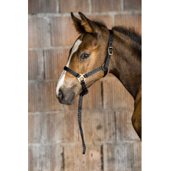 Nylon halster veulen Zwart