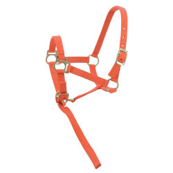 Nylon halster veulen Oranje