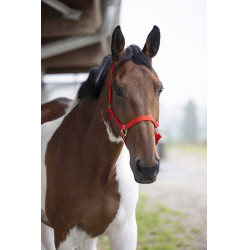 Nylon halster met dubbele dikte en gespen Norton Rood