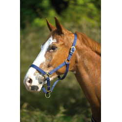 Nylon halster met dubbele dikte en gespen Norton Marineblauw Nylon halster met dubbele dikte en gespen Norton Marineblauw
