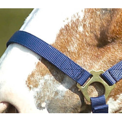 Nylon halster met dubbele dikte en gespen Norton Marineblauw Nylon halster met dubbele dikte en gespen Norton Marineblauw