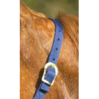 Nylon halster met dubbele dikte en gespen Norton Turkoois Blauw Nylon halster met dubbele dikte en gespen Norton Turkoois Blauw