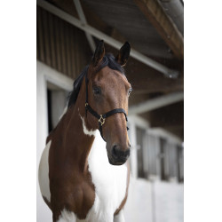 Nylon halster met dubbele dikte en gespen Norton Zwart