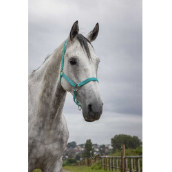 Nylon halster met dubbele dikte en gespen Norton Turkoois Blauw