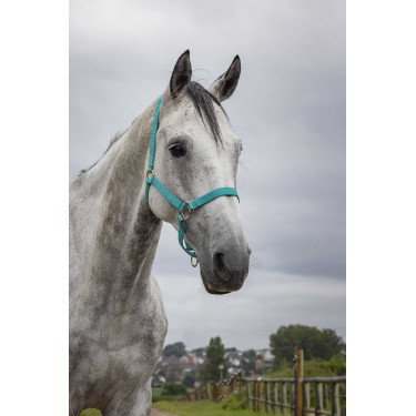 Nylon halster met dubbele dikte en gespen Norton Turkoois Blauw