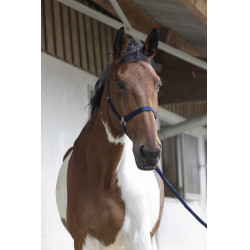 Halster- en leidlijnset Club Marineblauw