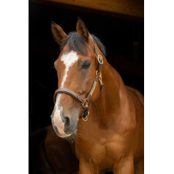 Lederen halster grooming Eric Thomas Pro Havana Bruin Lederen halster grooming Eric Thomas Pro Havana Bruin