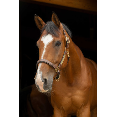 Lederen halster grooming Eric Thomas Pro Havana Bruin Lederen halster grooming Eric Thomas Pro Havana Bruin