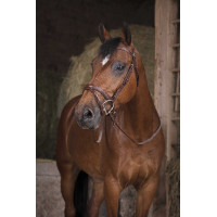 Rubberen teugels Norton Pro Zwart