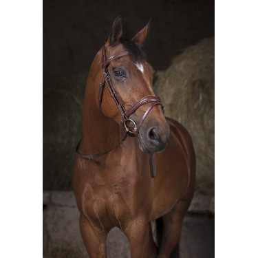 Teugels Norton Pro singel