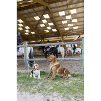 Laat nylon Diego & Louna voor hond Antraciet Grijs