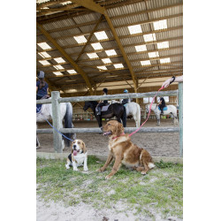 Nylon hondenriem Diego & Louna Antraciet Grijs