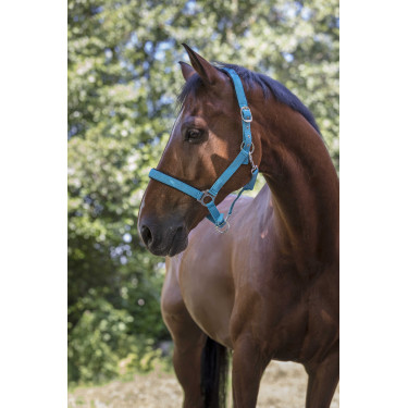 Norton Fluo halster gevoerd Blauw