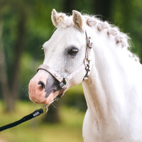 Halster Imperial Riding Rebel Ballerina Violet Halster Imperial Riding Rebel Ballerina Violet