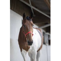 Nylon halster met dubbele dikte en gespen Norton Rood
