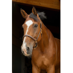 Lederen halster grooming Eric Thomas Pro Havana Bruin Lederen halster grooming Eric Thomas Pro Havana Bruin