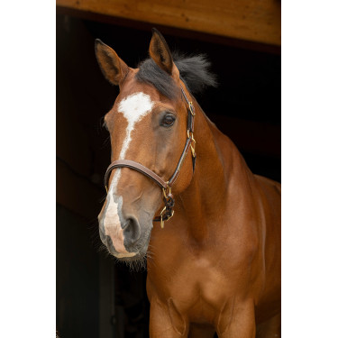 Lederen halster grooming Eric Thomas Pro Havana Bruin Lederen halster grooming Eric Thomas Pro Havana Bruin